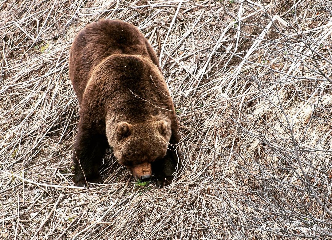 Питание медведя. Рацион бурого медведя. Что едят медведи. Пища медведей весной.